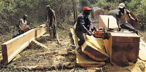 Sawmill Creates Hope in Congo