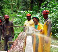 Sawmill training in the rainforest