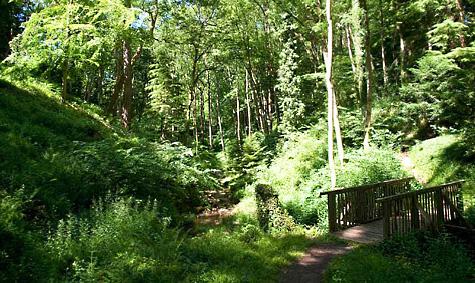 Wooden bridge in mythical forest