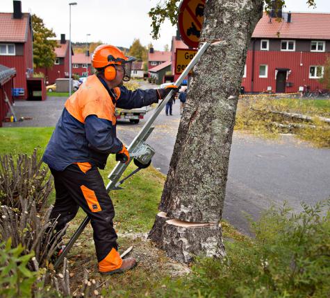 Fell the Tree Safely!