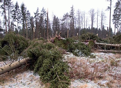 Save Your Storm-Felled Trees with the Logosol Sawmill